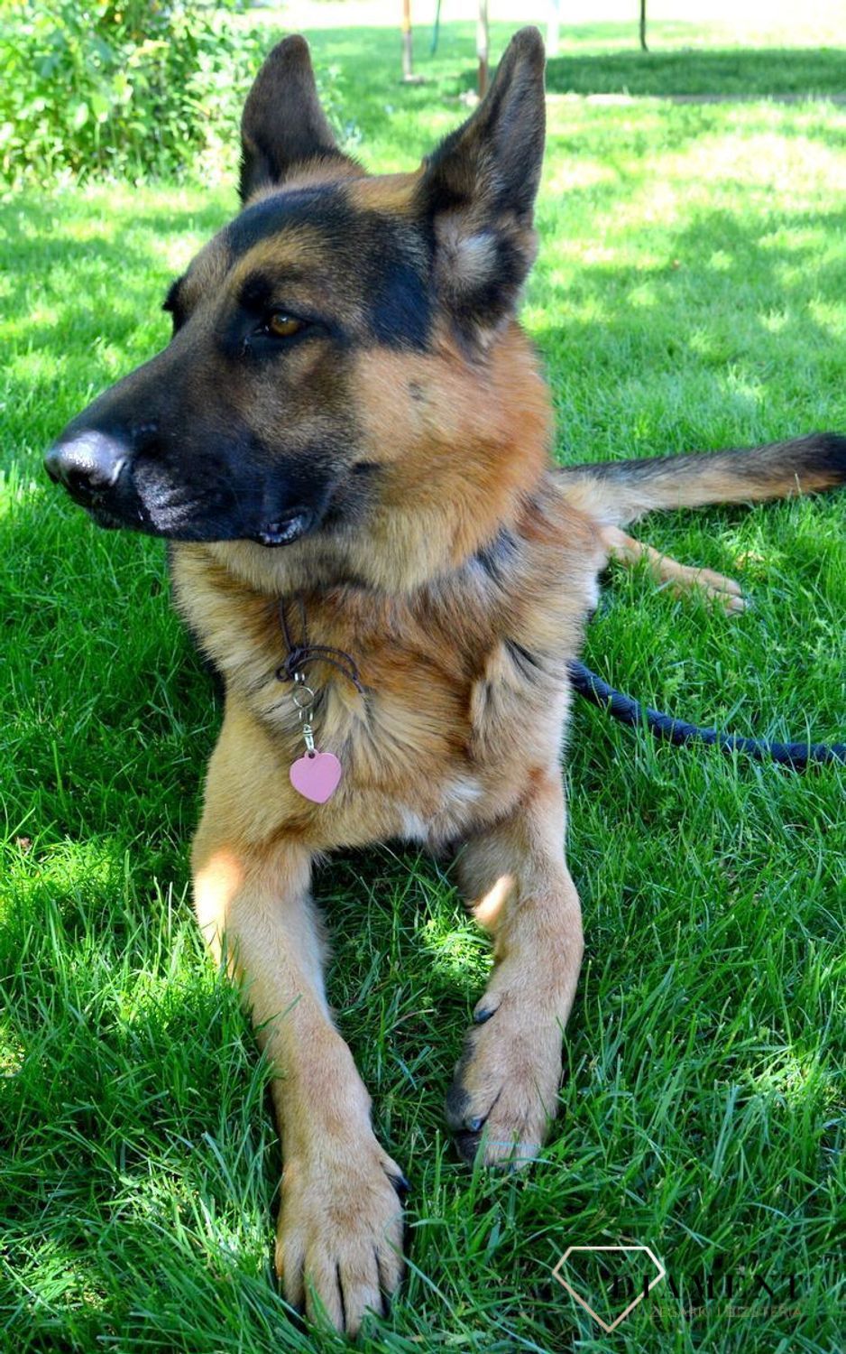 Serce blaszka dla pupila różowa 3,5 cm z miejscem na grawer Serce pink L. Blaszka w formie adresówki, identyfikatora dla psa. Blaszka z miejscem na grawer. Na adresówce możemy wygrawerować np. imię psa i nr telefonu do właścic.jpg